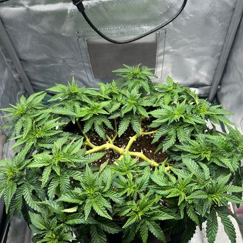 200% growlog timeline photo