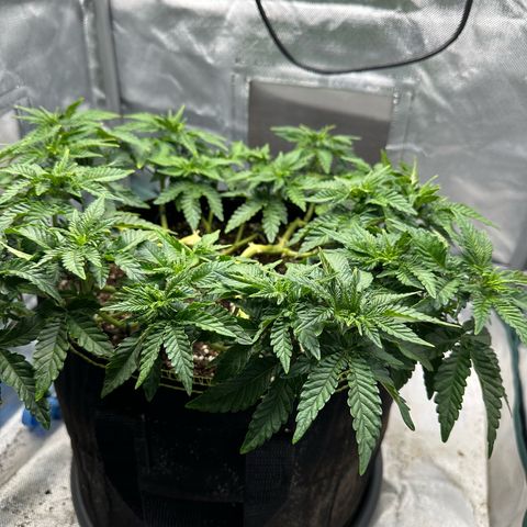 200% growlog timeline photo