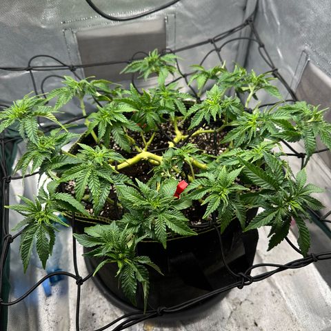 200% growlog timeline photo