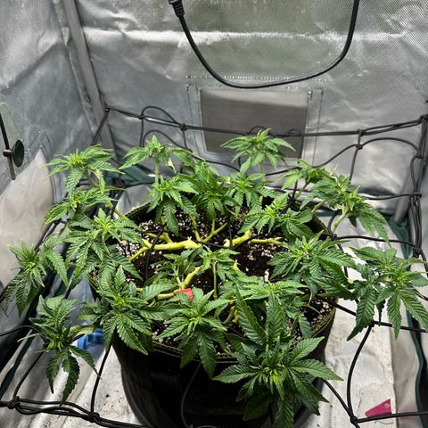 200% growlog timeline photo