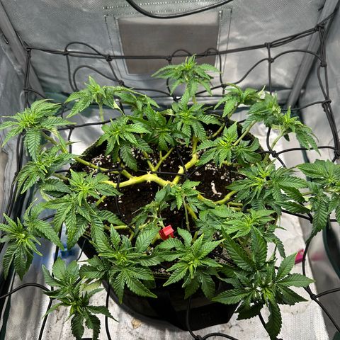 200% growlog timeline photo