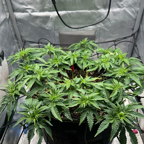 200% growlog timeline photo