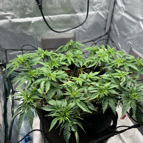 200% growlog timeline photo