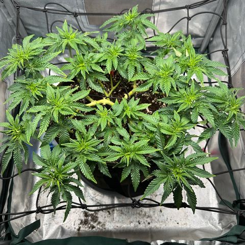 200% growlog timeline photo