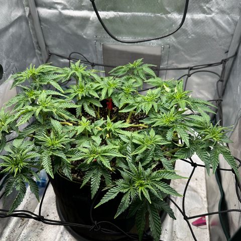 200% growlog timeline photo