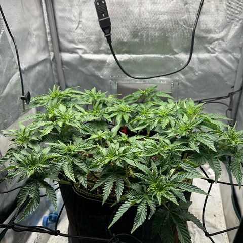 200% growlog timeline photo