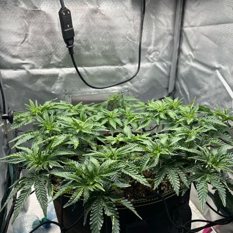 200% growlog timeline photo
