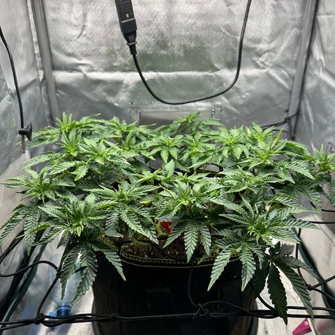 200% growlog timeline photo