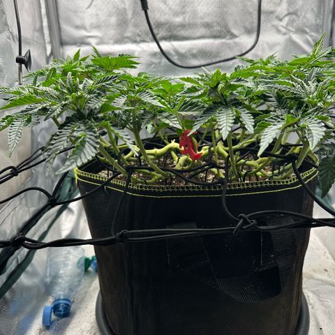 200% growlog timeline photo