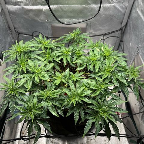 200% growlog timeline photo