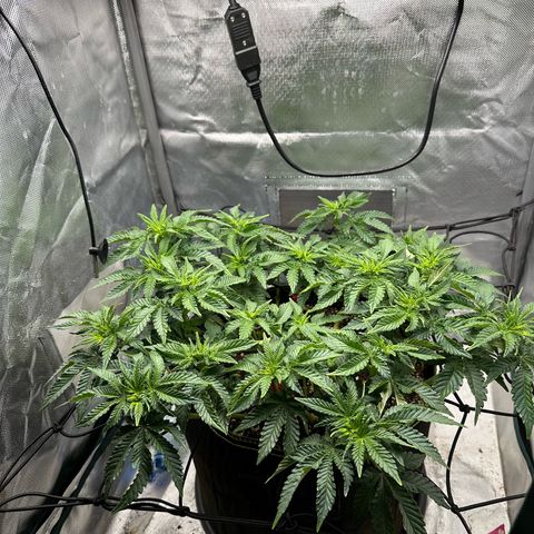 200% growlog timeline photo