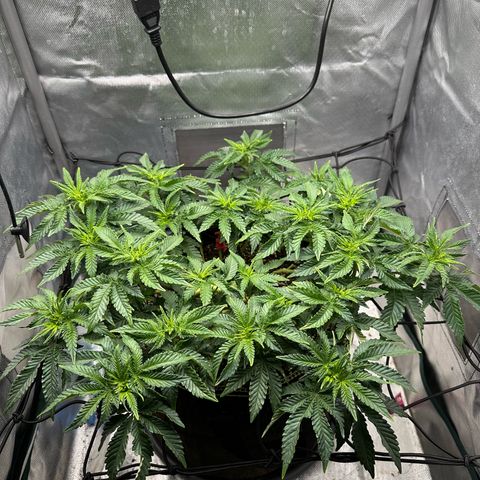 200% growlog timeline photo
