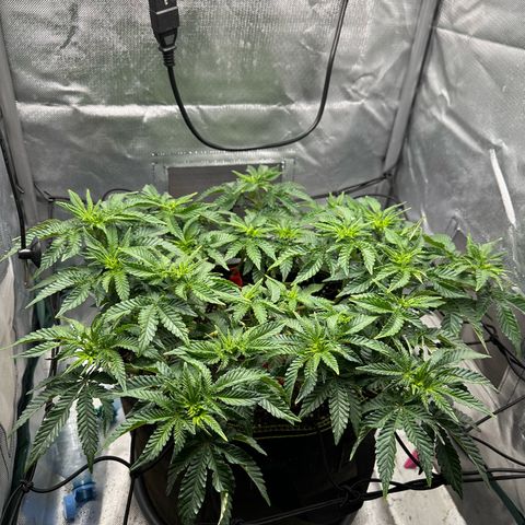 200% growlog timeline photo