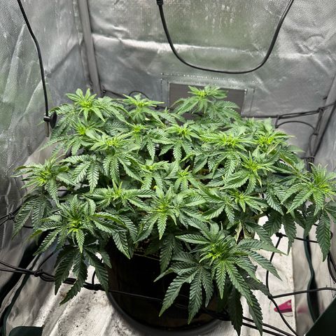 200% growlog timeline photo