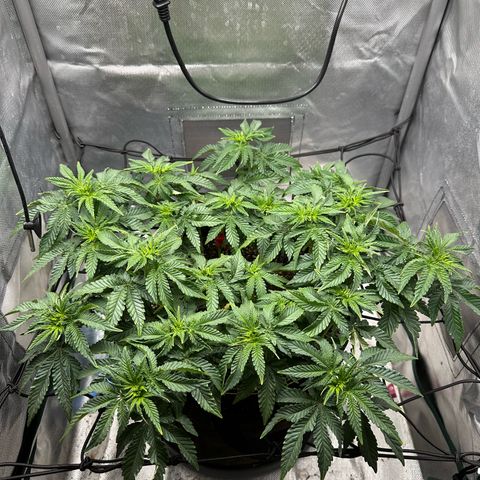 200% growlog timeline photo