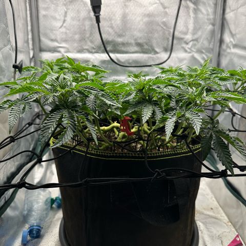 200% growlog timeline photo