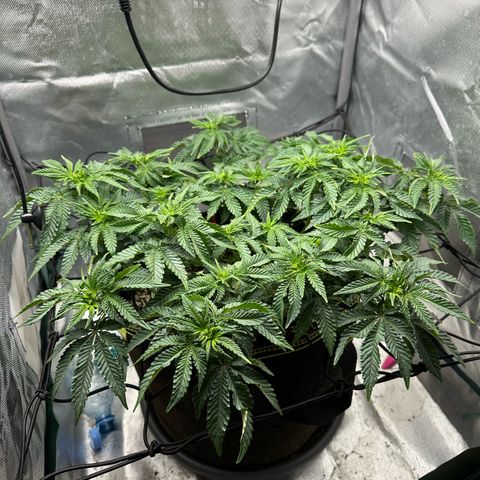 200% growlog timeline photo