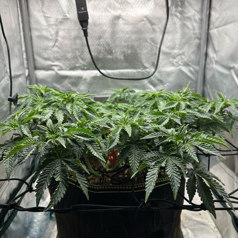 200% growlog timeline photo
