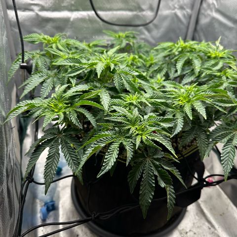 200% growlog timeline photo