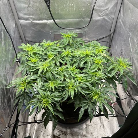 200% growlog timeline photo