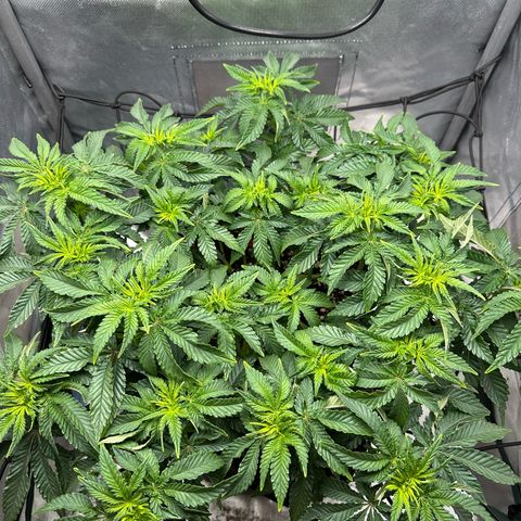 200% growlog timeline photo