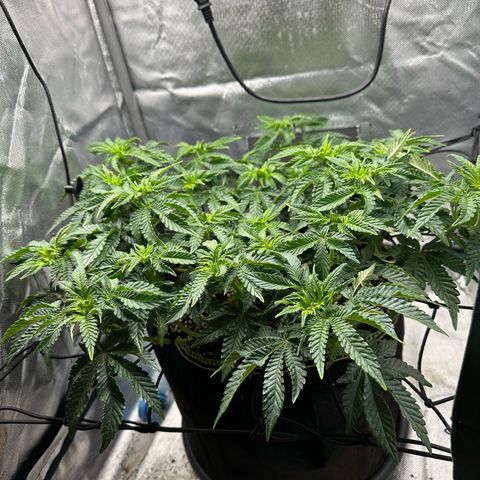 200% growlog timeline photo