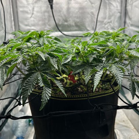 200% growlog timeline photo