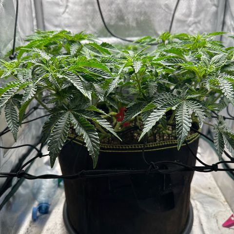 200% growlog timeline photo