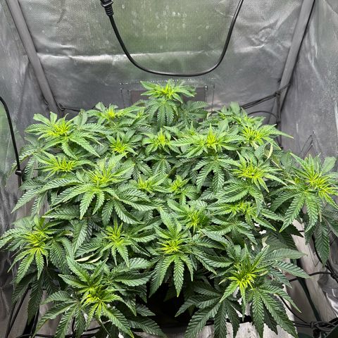 200% growlog timeline photo