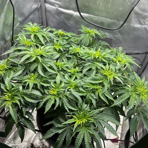 200% growlog timeline photo