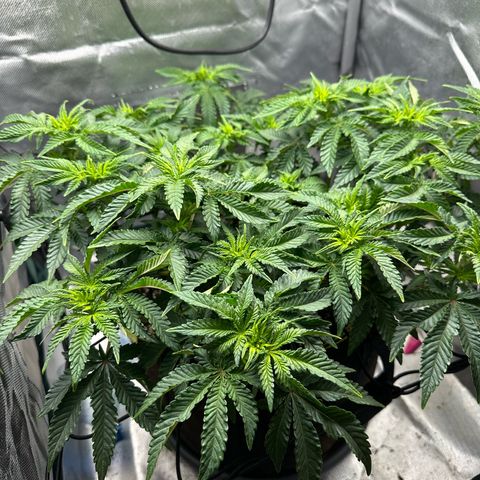 200% growlog timeline photo