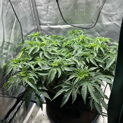 200% growlog timeline photo