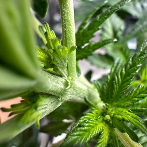 200% growlog timeline photo