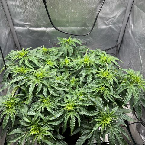 200% growlog timeline photo