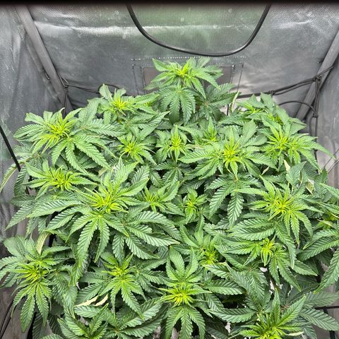 200% growlog timeline photo