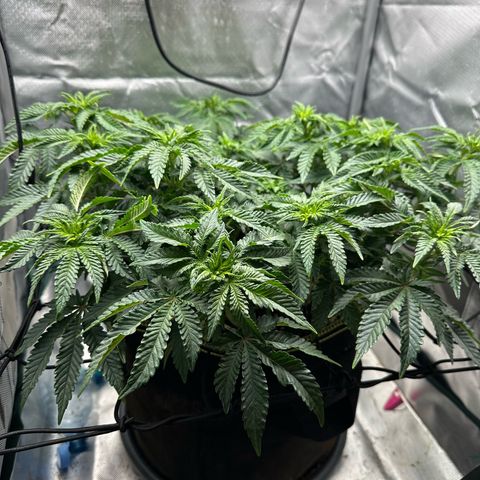 200% growlog timeline photo