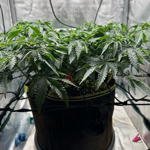 200% growlog timeline photo