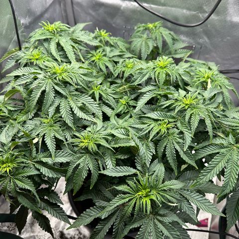 200% growlog timeline photo