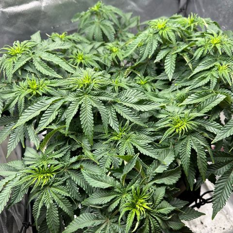 200% growlog timeline photo