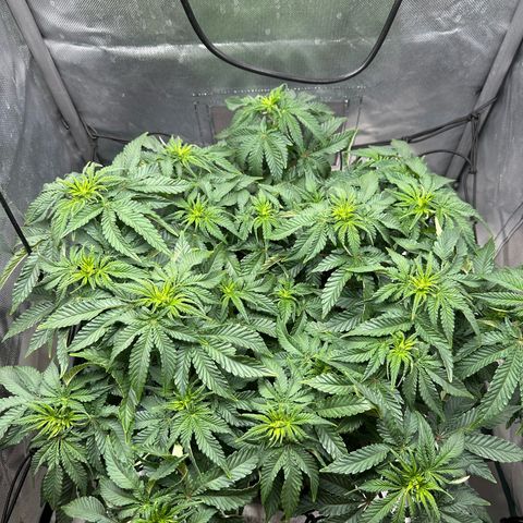 200% growlog timeline photo