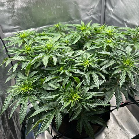 200% growlog timeline photo