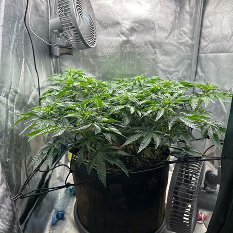 200% growlog timeline photo