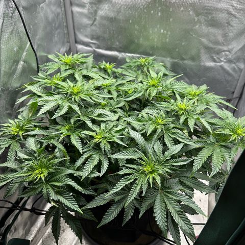 200% growlog timeline photo