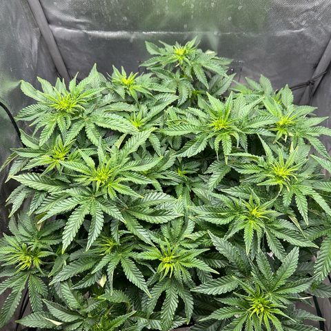 200% growlog timeline photo