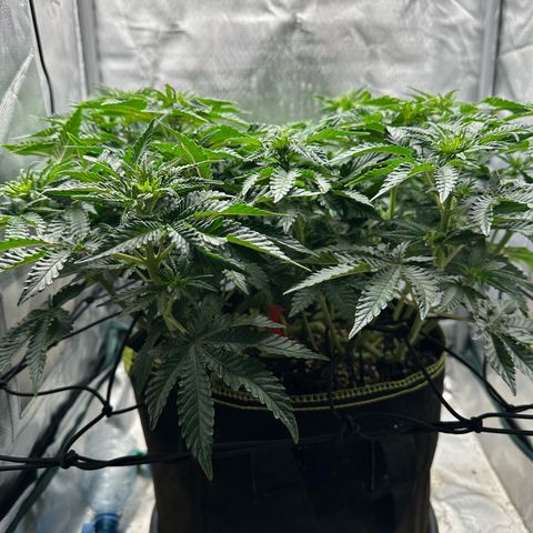 200% growlog timeline photo