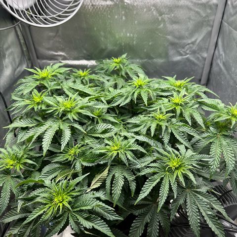 200% growlog timeline photo
