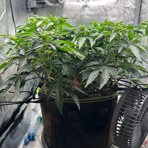 200% growlog timeline photo
