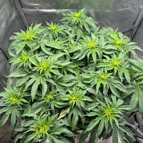 200% growlog timeline photo