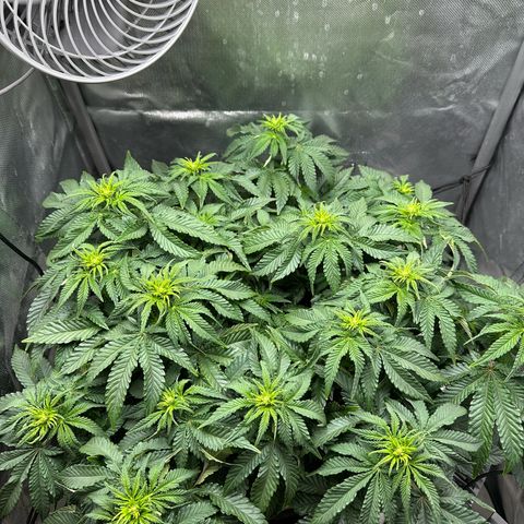 200% growlog timeline photo