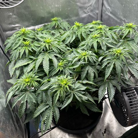 200% growlog timeline photo